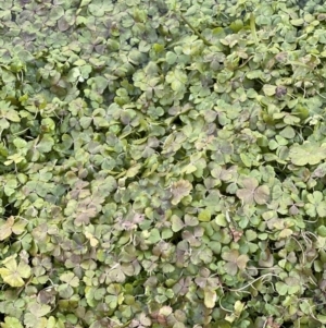 Hydrocotyle rivularis at Rendezvous Creek, ACT - 7 May 2022