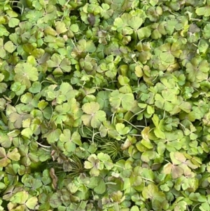 Hydrocotyle rivularis at Rendezvous Creek, ACT - 7 May 2022 03:25 PM