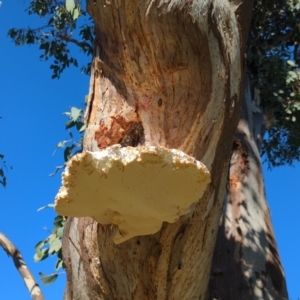 Laetiporus portentosus at Hackett, ACT - 8 May 2022 12:21 PM