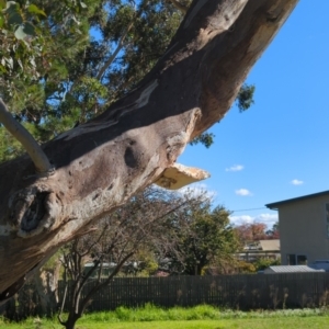 Laetiporus portentosus at Hackett, ACT - 8 May 2022 12:21 PM