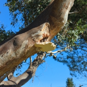 Laetiporus portentosus at Hackett, ACT - 8 May 2022 12:21 PM