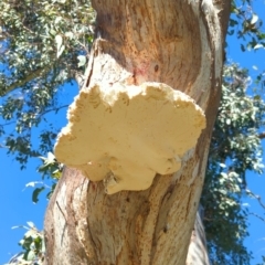 Laetiporus portentosus at Hackett, ACT - 8 May 2022 12:21 PM