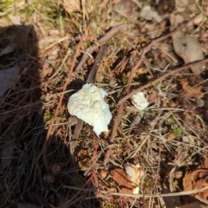 Laetiporus portentosus at Hackett, ACT - 8 May 2022