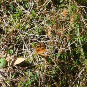 Heteronympha merope at Hackett, ACT - 8 May 2022