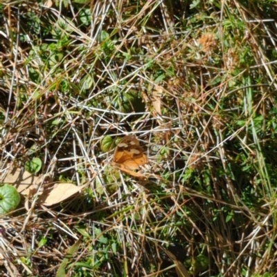 Heteronympha merope (Common Brown Butterfly) at Hackett, ACT - 8 May 2022 by mareehill