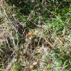 Heteronympha merope at Hackett, ACT - 8 May 2022