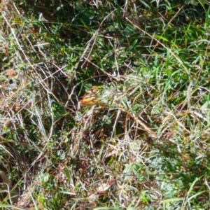 Heteronympha merope at Hackett, ACT - 8 May 2022 11:51 AM