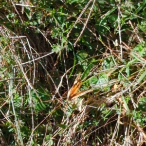 Heteronympha merope at Hackett, ACT - 8 May 2022 11:51 AM