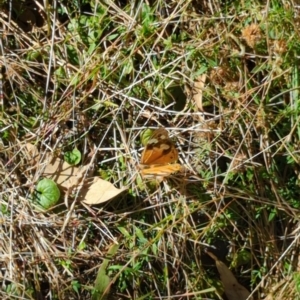 Heteronympha merope at Hackett, ACT - 8 May 2022 11:51 AM