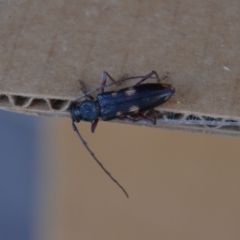 Phoracantha punctata (Longhorn beetle) at QPRC LGA - 30 Dec 2021 by natureguy