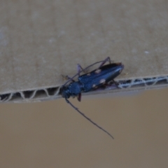 Phoracantha punctata at Wamboin, NSW - 30 Dec 2021 09:00 PM