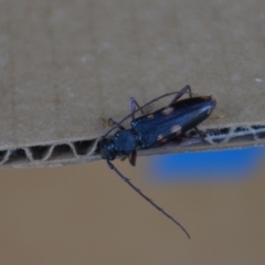 Phoracantha punctata at Wamboin, NSW - 30 Dec 2021