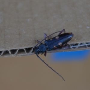 Phoracantha punctata at Wamboin, NSW - 30 Dec 2021 09:00 PM