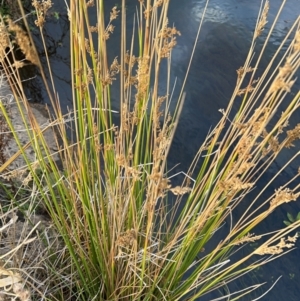 Juncus sarophorus at Rendezvous Creek, ACT - 7 May 2022 03:26 PM