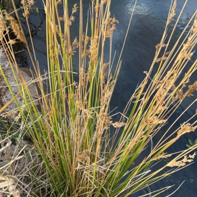 Juncus sarophorus (Broom Rush) at Rendezvous Creek, ACT - 7 May 2022 by JimL