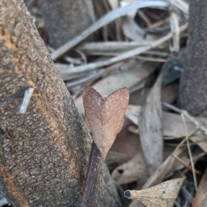 Pararguda nasuta at Amaroo, ACT - suppressed