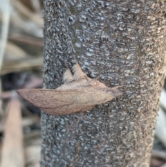 Pararguda nasuta at Amaroo, ACT - suppressed