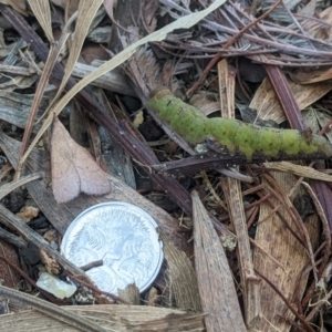 Pararguda nasuta at Amaroo, ACT - suppressed