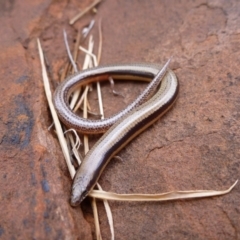 Lerista desertorum (Central Deserts Robust Slider) at Petermann, NT - 27 Nov 2012 by jks