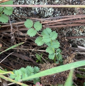 Sanguisorba minor at Rendezvous Creek, ACT - 7 May 2022