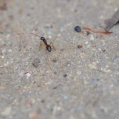 Camponotus claripes (Pale-legged sugar ant) at Wamboin, NSW - 10 Jan 2022 by natureguy