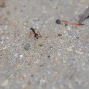 Camponotus claripes at Wamboin, NSW - 10 Jan 2022 02:29 PM