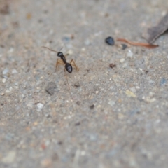 Camponotus claripes (Pale-legged sugar ant) at Wamboin, NSW - 10 Jan 2022 by natureguy