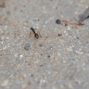Camponotus claripes at Wamboin, NSW - 10 Jan 2022