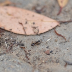 Camponotus claripes at Wamboin, NSW - 10 Jan 2022 02:29 PM