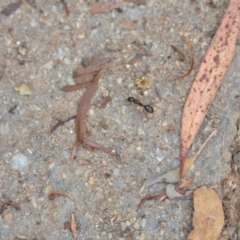 Camponotus claripes at Wamboin, NSW - 10 Jan 2022