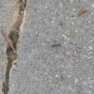 Camponotus claripes at Wamboin, NSW - 10 Jan 2022
