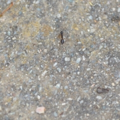 Camponotus claripes at Wamboin, NSW - 10 Jan 2022 02:29 PM