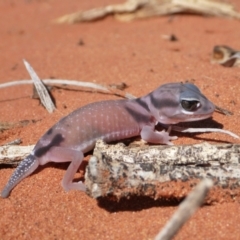 Nephrurus laevemissus (Pale Knob-tailed Gecko) at suppressed - 22 Mar 2012 by jksmits