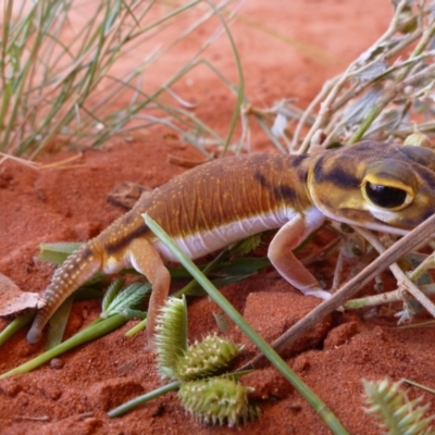 Nephrurus laevemissus (Pale Knob-tailed Gecko) at Angas Downs IPA - 21 Mar 2012 by jksmits