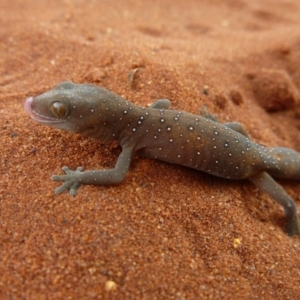 Strophurus elderi at Petermann, NT - 19 Nov 2012