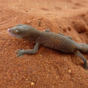 Strophurus elderi (Jewelled Gecko) at Petermann, NT by jksmits