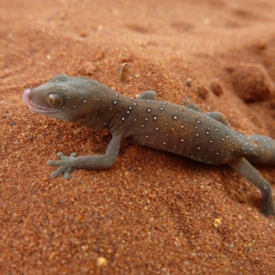 Strophurus elderi (Jewelled Gecko) at Petermann, NT - 18 Nov 2012 by jks