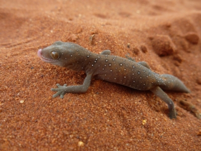 Strophurus elderi (Jewelled Gecko) at Petermann, NT - 18 Nov 2012 by jksmits