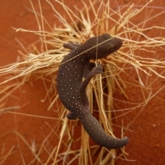 Strophurus elderi (Jewelled Gecko) at Petermann, NT - 21 Nov 2012 by jks