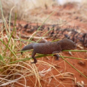 Strophurus elderi at Petermann, NT - 21 Nov 2012