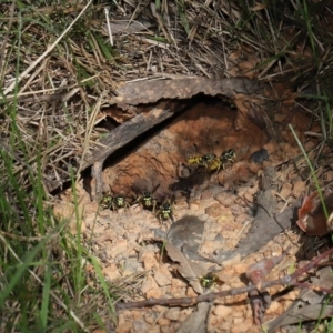 Vespula germanica at Acton, ACT - 8 May 2022