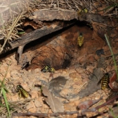 Vespula germanica at Acton, ACT - 8 May 2022