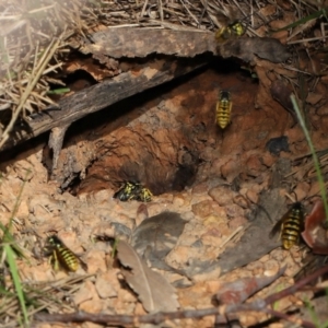 Vespula germanica at Acton, ACT - 8 May 2022 10:47 AM