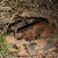 Vespula germanica at Acton, ACT - 8 May 2022 10:47 AM