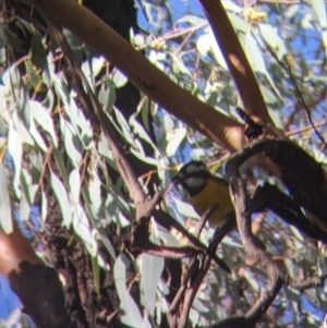 Falcunculus frontatus at Chiltern, VIC - 7 May 2022 10:02 AM