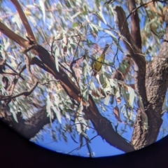 Falcunculus frontatus at Chiltern, VIC - 7 May 2022