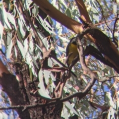 Falcunculus frontatus at Chiltern, VIC - 7 May 2022