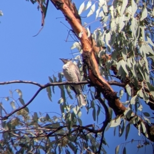 Philemon corniculatus at Chiltern, VIC - 7 May 2022 10:25 AM