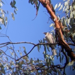 Philemon corniculatus at Chiltern, VIC - 7 May 2022 10:25 AM