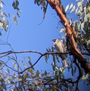 Philemon corniculatus at Chiltern, VIC - 7 May 2022 10:25 AM